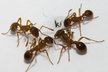 Уничтожение муравьев   в Талдоме 