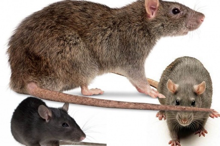 Уничтожение крыс в Талдоме 