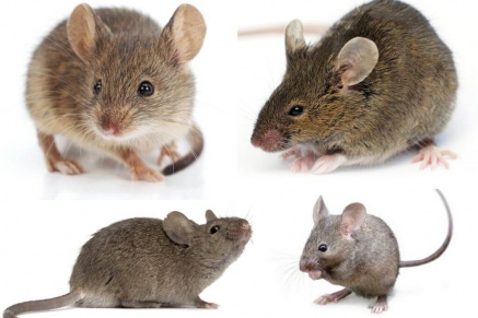 Уничтожение (дератизация) мышей   в Талдоме 