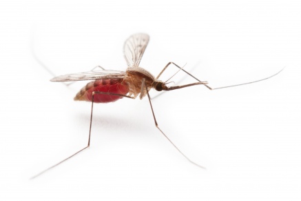 Уничтожение комаров   в Талдоме 